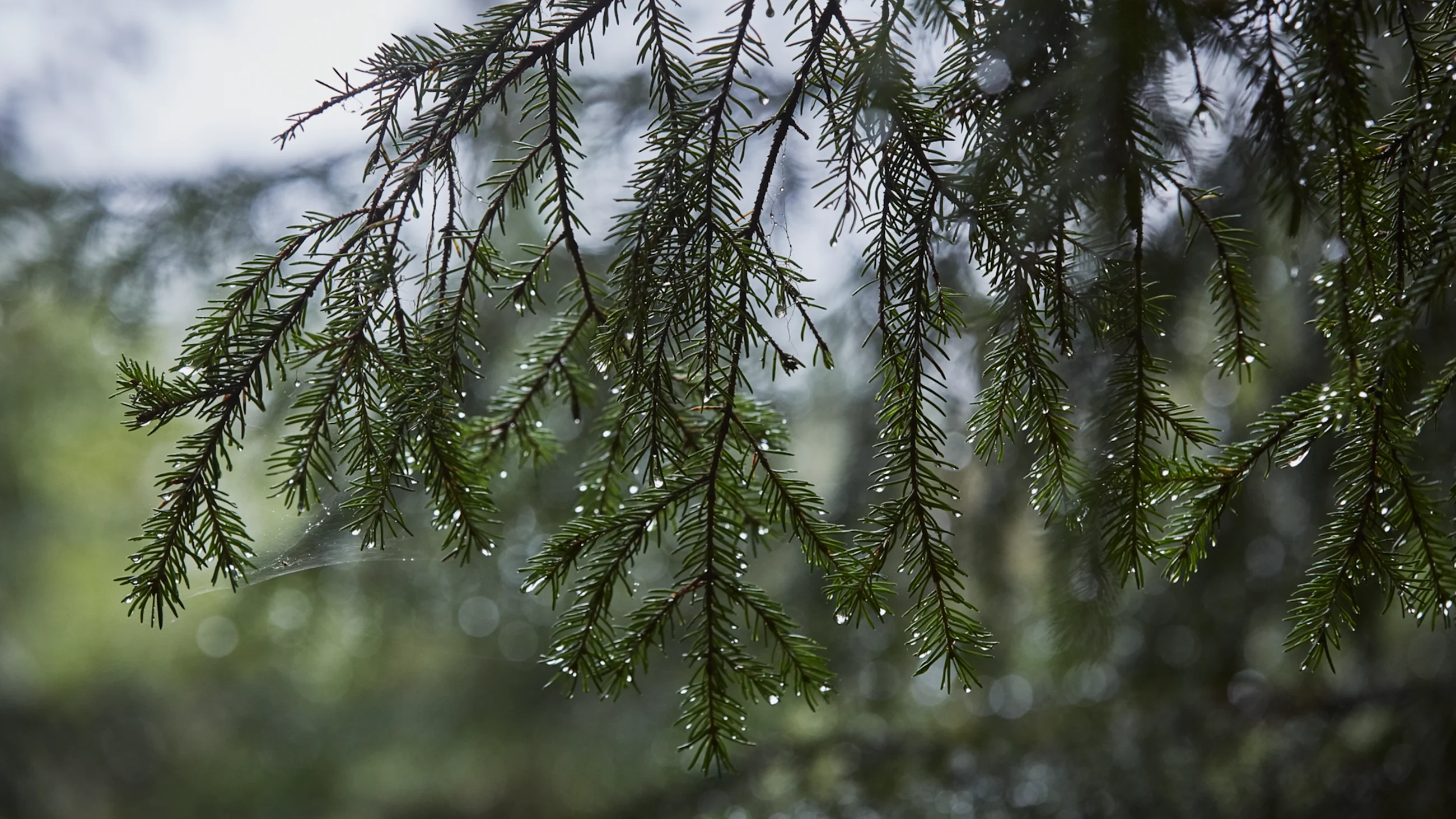 Spruce branch with water droplets on it.