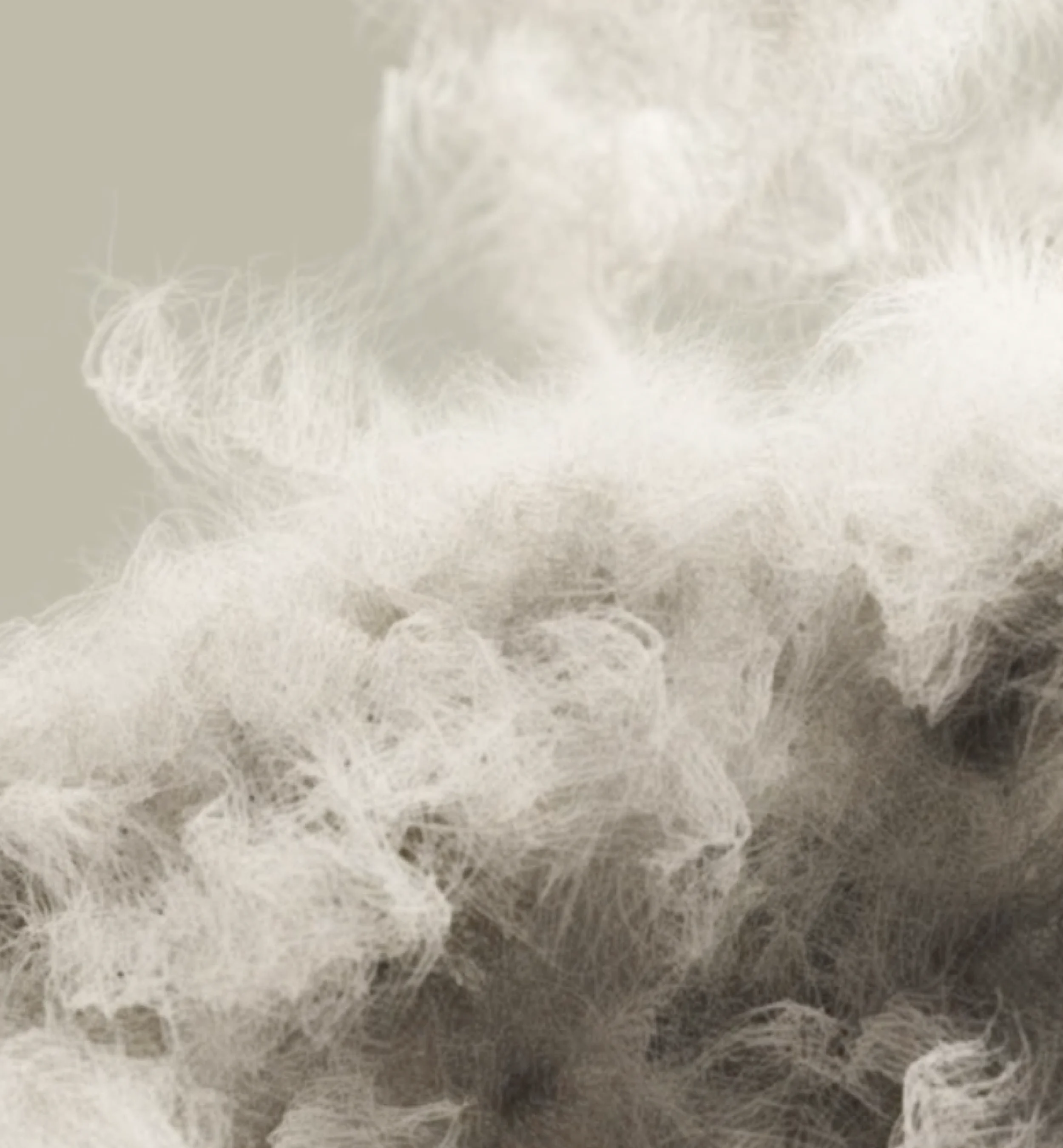 Detaild image of down