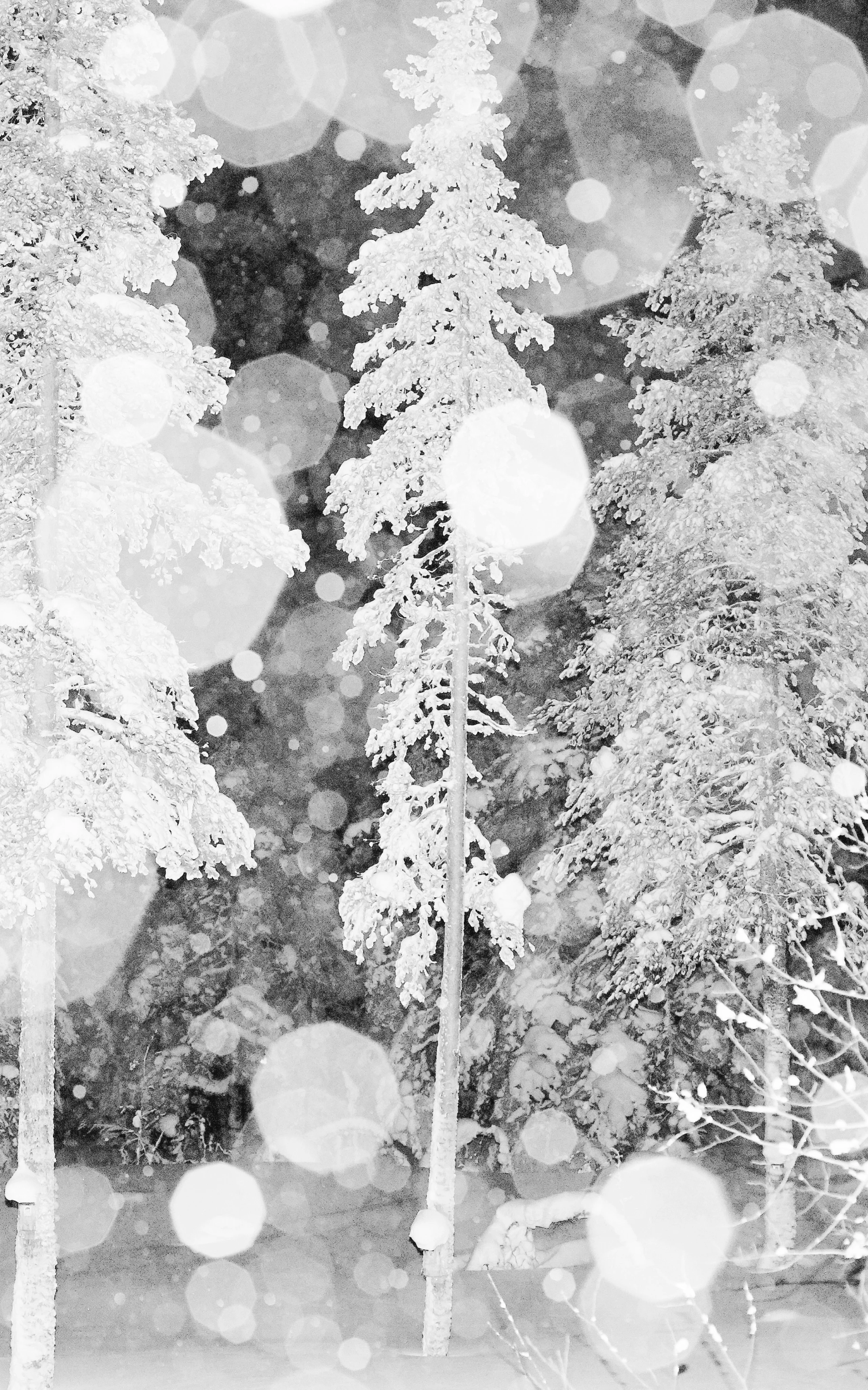 Haglöfs Climate Snowy trees