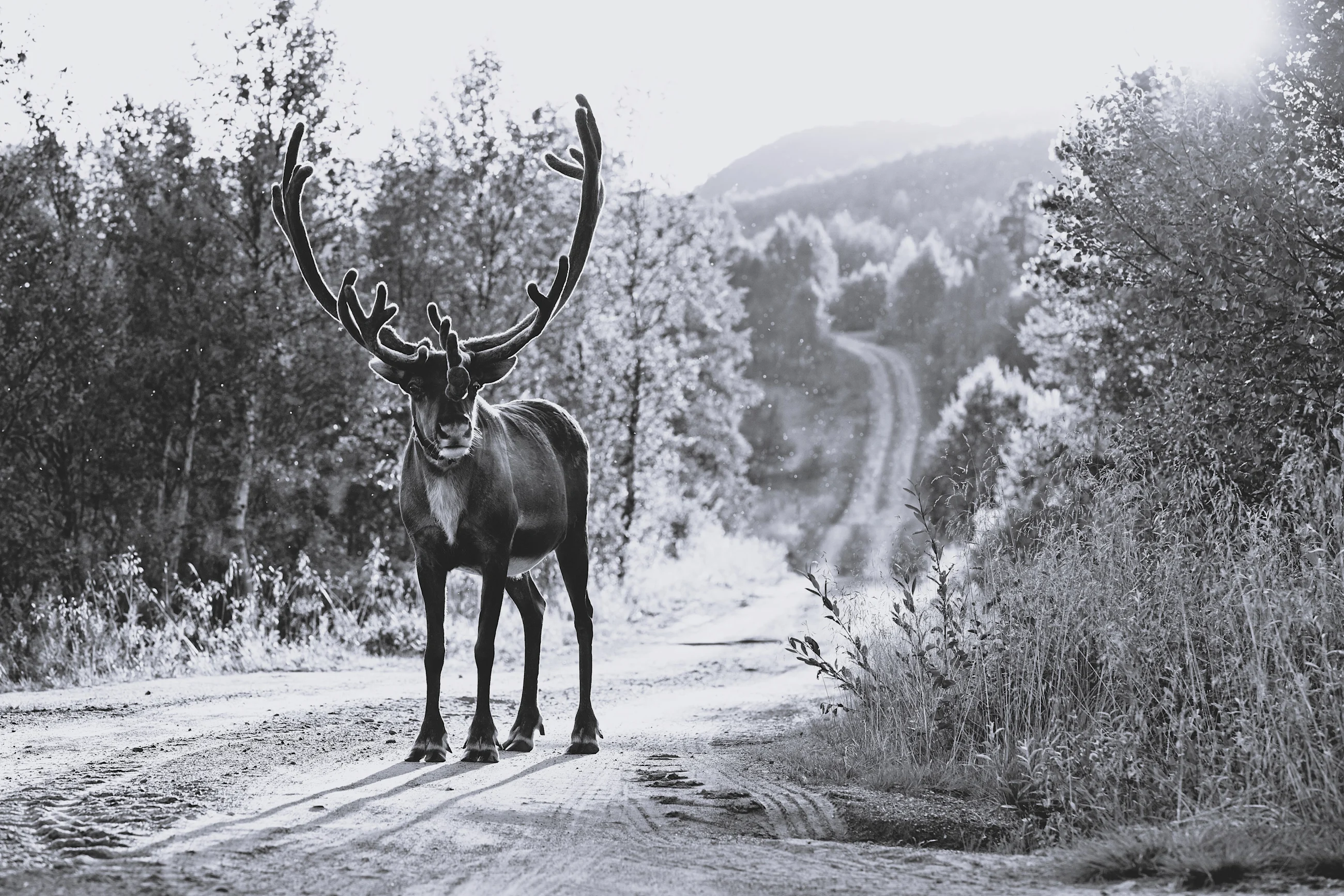 A reindeer stands on a road in a snow-covered forest.